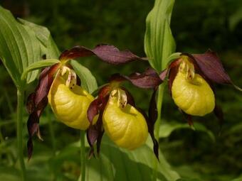 Apartamentos Les J�hans