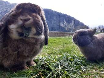 Agroturismo Ferienhof Ammann