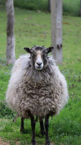 Apartamento Ferienwohnungen Hering