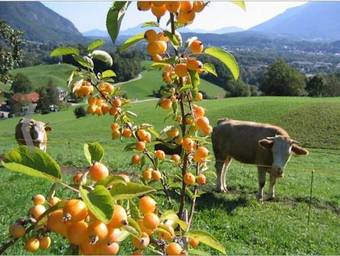 Apartamento Landhaus Fellnerbauer