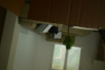 Villa Mimosa Bellagio Wild Flowers