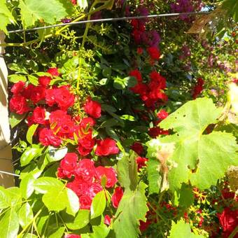 Hotel Son Marimon Adults Only