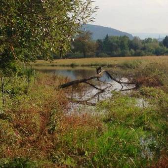 Hotel Am Rheinsberg Bad S�ckingen