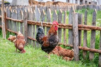 Apartamento Blasighof