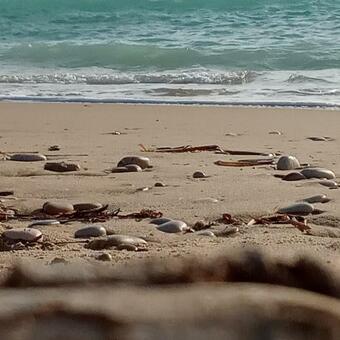 Hostal Villa Scavuzzo