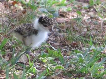 Aparthotel The Shores Holiday Apartments