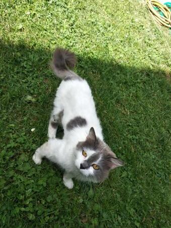 Agroturismo Agriturismo Borgo Ornina