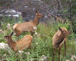 Hotel Rocky Mountain Park Inn