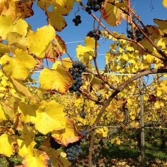 Bed & Breakfast Chambres D'h�tes Chez Martine