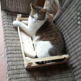 Apartamento Agriturismo Cavallin Del Papa