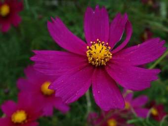 Hostal Salmina House