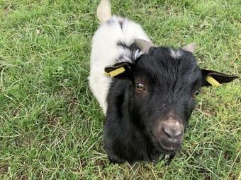 Glamping Des 2 Marguerites