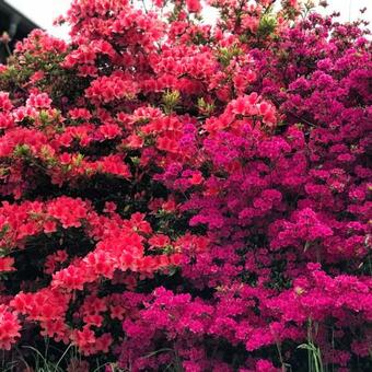 Apartamento Penthouse Villa Oleandra