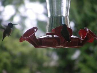 Bed & Breakfast Hummingbird Guesthouse