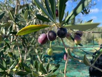 Commuoversi Ssa - Azienda Agricola