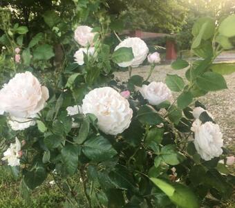 Agroturismo Monfr� - Ospitalit� Rurale & Piccolo Bistrot