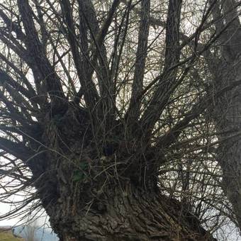 Hostal La Calma De Bellver