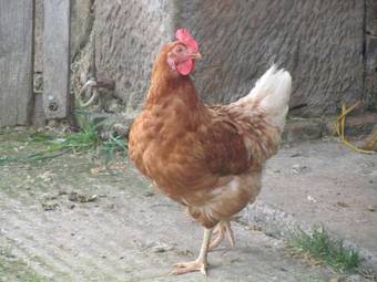 Hostal Pension Lippert