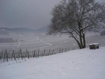 Gites Chez Le Vigneron