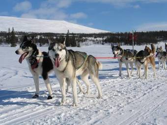 Gal� Fj�llg�rd