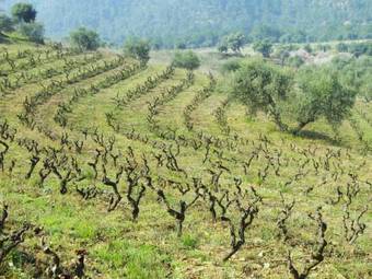 Agroturismo Mas Figueres