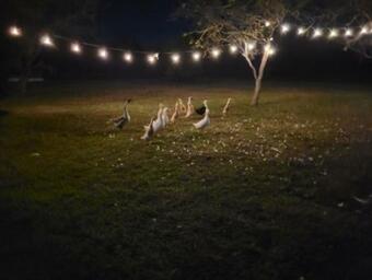 Tentrr Signature Site - Grazing Horses, Big Texas Sky In Central Texas