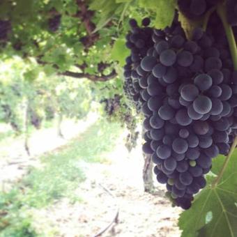 Agroturismo Agriturismo Serena