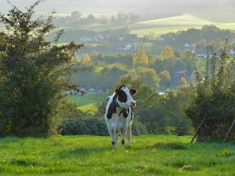 Bed & Breakfast Villa Witte Lelie