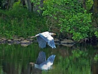 Apartamento Herons Rest