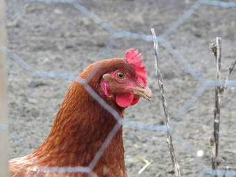 Bed & Breakfast Manoir De La Th�bline