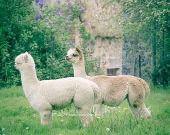 Bed & Breakfast Lazy Days