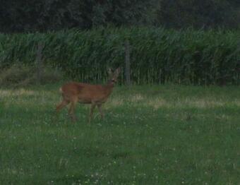 Vakantiehuis In De Velden Met Zwemvijver En Jeu De Boules Baan