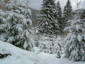 Apartamento Waldhaus, Ski- Und Wanderh�tte
