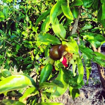 Agroturismo Agriturismo Sa Tanca Noa