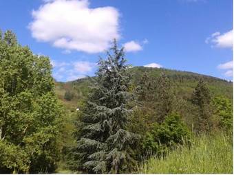 Hostal Les C�dres Bleus De Joany