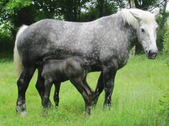 Apartment Relais Du Doulay