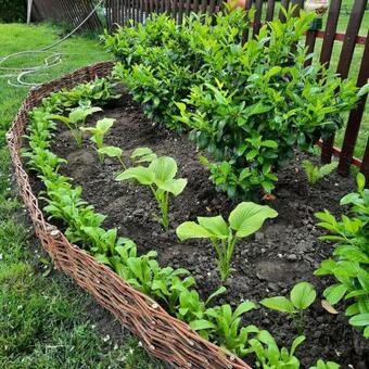 Sz�v�nk Cs�cske Vend�gh�z