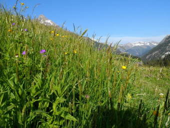 Apartamento Haus Brunneck