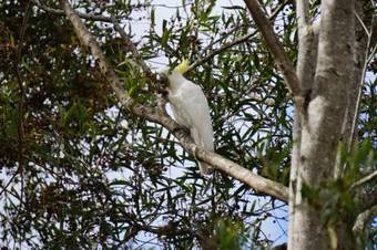 Kidd Street Cottages