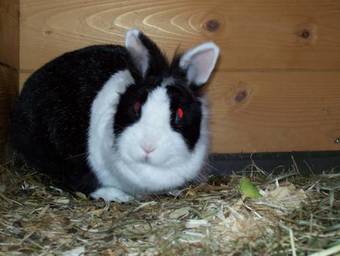 Apartamento Vornbichlhof