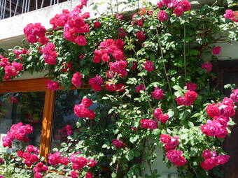 Apartamento G�stehaus K�hnle