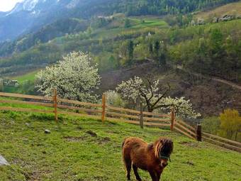 Apartment Maierhof 1