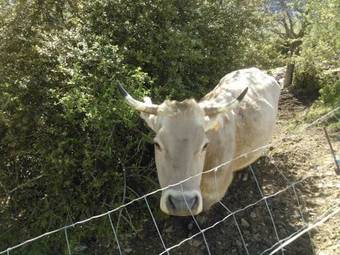 Apartamentos Casa Aneta