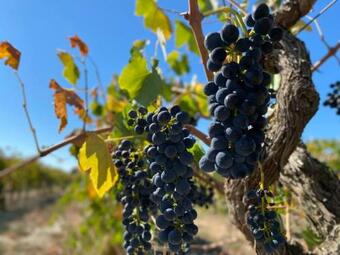 Apartamento The Red Door @ Barossa Valley Vineyard View