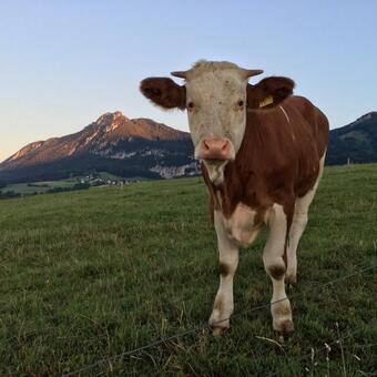 Villa Retreat Lodge Sch�rmatt -leben Wie Schweizerinnen