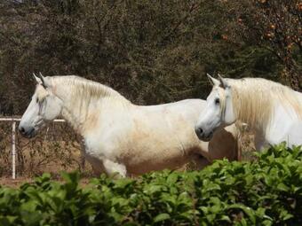 Hostal Maretlwane Guesthouse