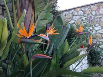 Hostal Opera House Paxos