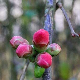 Nordic Relax House - Woodhouse