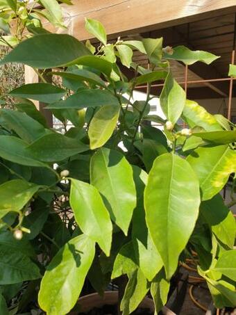 Apartamento Torget 2 I Sk�ne-tran�s