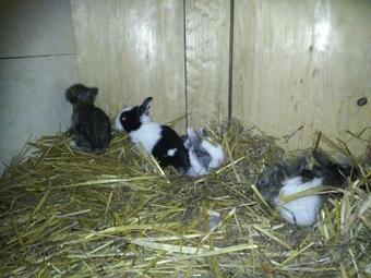 Agroturismo Kindererlebnis- Und Biobauernhof Hipp-bruckner